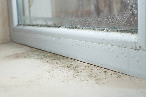 Monona, IA Mold Removal Company